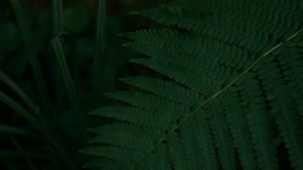 Groene plant fern Slowmotion, donkere schot, een diepe rijke groene kleur — Stockvideo