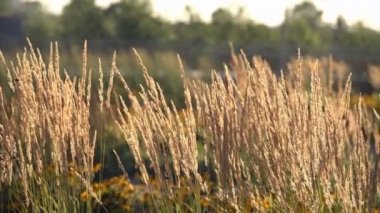 Sarı kulakları esinti ile sahada hareket