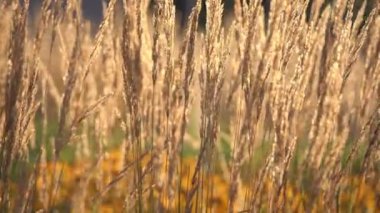 Bitki kuru kulakları hafif rüzgar ile güneşli günde hareket ile