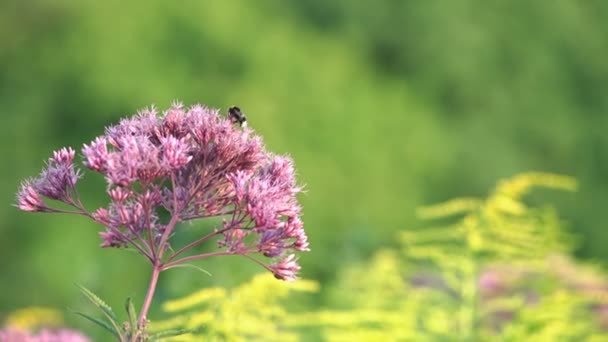 Fleurs violettes balancent lentement dans l'après-midi, l'abeille vole autour et s'assit 