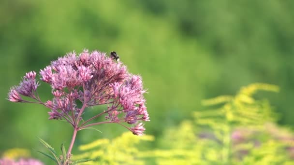 Flores púrpuras se balancean lentamente en la tarde, la abeja vuela alrededor y se sentó — Vídeos de Stock