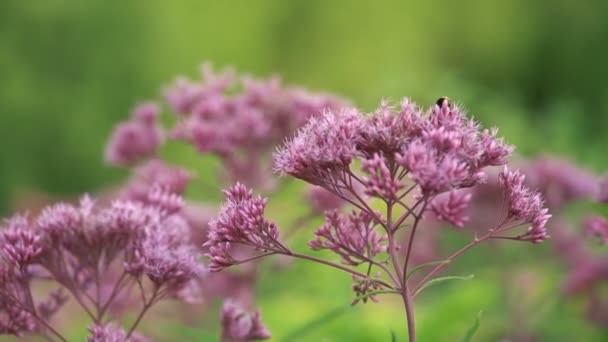 Paarse bloemen langzaam zwaaien in de middag, de bijen vliegen rond en ging zitten — Stockvideo