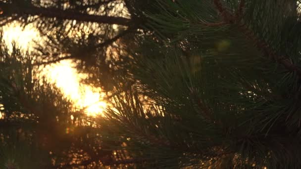 Se déplaçant lentement à travers les branches de pin 