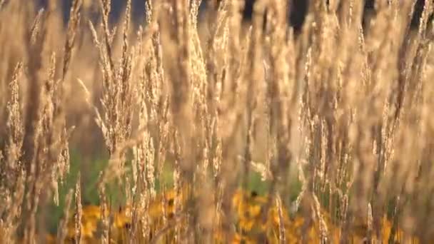 Planta con orejas secas moviéndose con viento ligero en día soleado — Vídeos de Stock