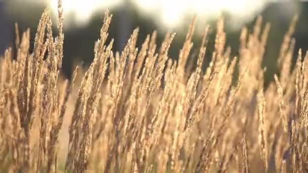 Planta con orejas secas moviéndose con viento ligero en día soleado — Vídeo de stock