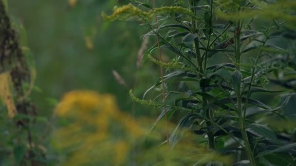 Planta verde en primer plano, cámara lenta — Vídeo de stock