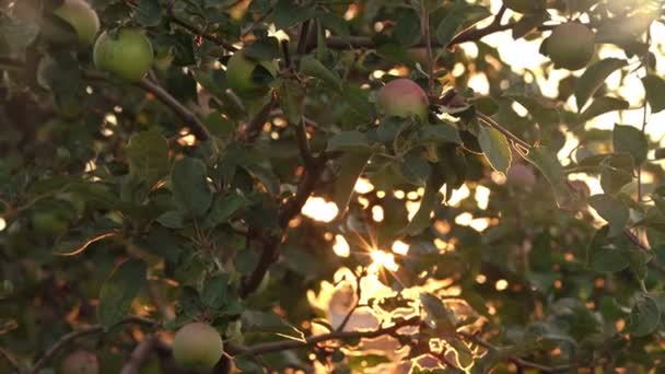 Langzaam bewegen over de takken van de appelboom met rijpe appels — Stockvideo