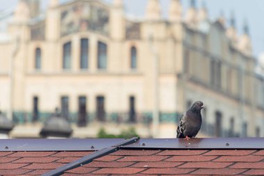 Kırmızı üzerinde duran gri şehir güvercin kiremit