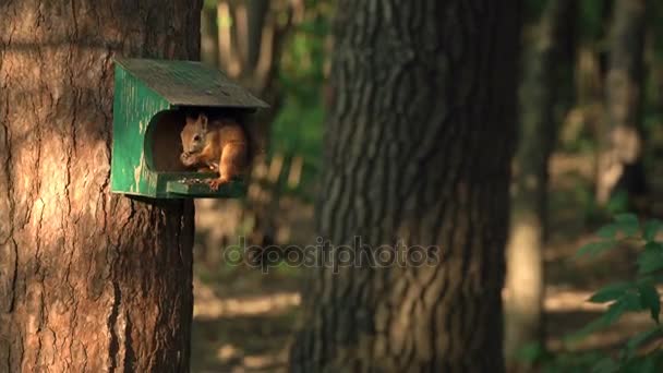 Белка в кормушке для птиц в лесу, ночь, свет, красивый выстрел замедленного движения — стоковое видео