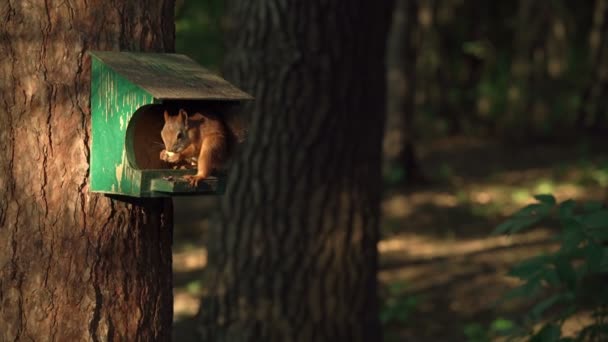 Ardilla en el comedero de aves en el bosque, noche, luz, hermoso tiro en cámara lenta — Vídeos de Stock