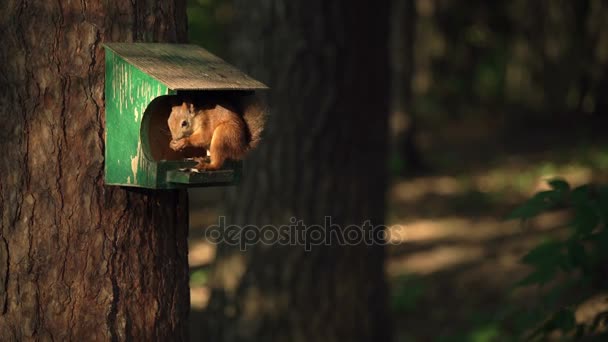 Wiewiórka w dokarmianie ptaków w lesie, noc, lekki, piękny strzał zwolnionym tempie — Wideo stockowe