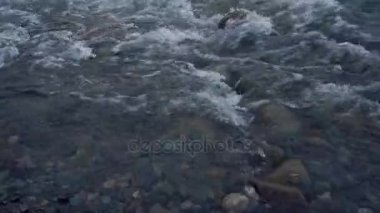 Yakın hazır görüntüleri üzerinde çalışan nehir yatağı sığ su nehir Gri çakıl