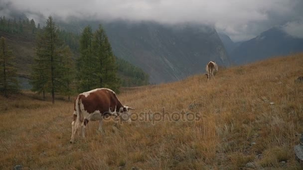 Dos vacas marrones en la hierba al borde del bosque boreal en las montañas siberianas durante el día — Vídeos de Stock