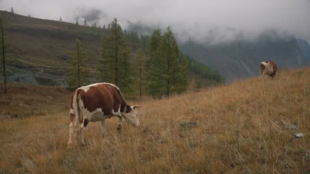 Две коричневые коровы на траве на краю скучного леса в Сибирских горах днем — стоковое видео