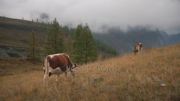 Deux vaches brunes sur l'herbe à la lisière de la forêt boréale dans les montagnes de Sibérie en journée — Video