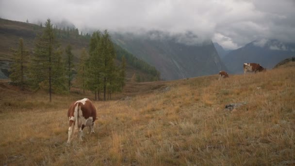 Коричневая корова, питающаяся травой на краю скучного леса в Сибирских горах днем — стоковое видео