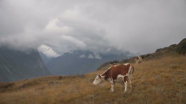 Egy barna tehén táplálkozó fű szibériai hegyekben boreális erdő szélén, a nappali — Stock videók