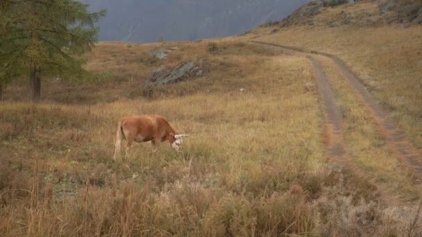 Uma vaca marrom alimentando-se de grama na borda da floresta boreal nas montanhas siberianas durante o dia — Vídeo de Stock