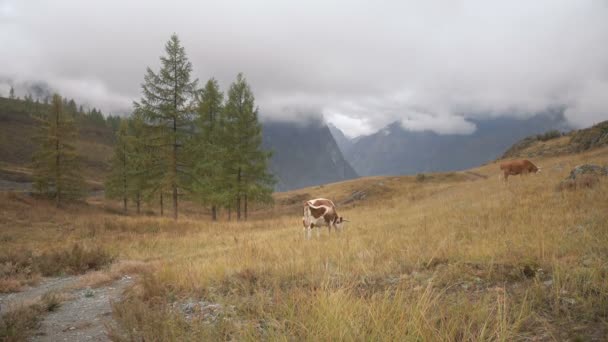 Eine braune Kuh, die sich tagsüber von Gras am Rande borealer Wälder in den sibirischen Bergen ernährt — Stockvideo