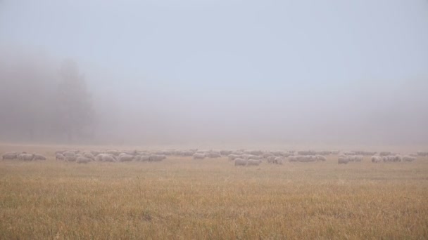 Bandada de ovejas blancas corriendo en la niebla sobre hierba amarilla en Siberia temprano en la mañana paisaje — Vídeo de stock