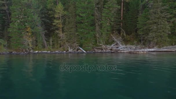 Montar una lancha rápida en el río Siberian calma con la vista en el bosque de pino verde grueso en la costa . — Vídeo de stock