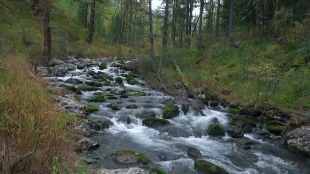 Vířící přes skály mělkých řeka sibiřské lesy krásné přírody — Stock video