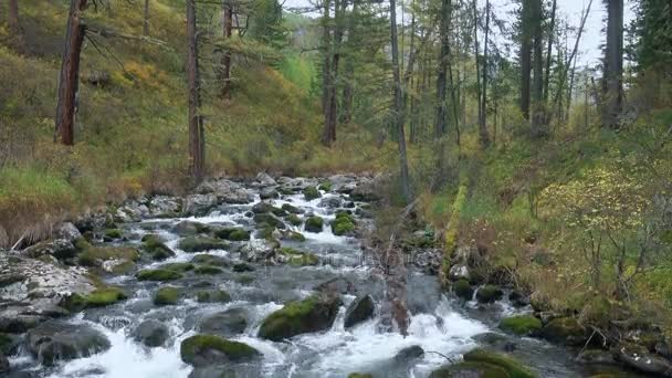 Grunt flod virvlande genom klipporna löper genom sibiriska skogsmark naturskönt landskap — Stockvideo