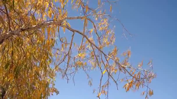 Takken van de wilg met gele bladeren lichtjes zwaaiend met Wind met blauwe hemelachtergrond — Stockvideo