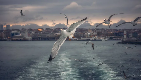 Seagull Istanbul, de Bosporus, Turkije. Zeemeeuw, vliegen over de zee, tegen de achtergrond van de stad, een foto van het schip Rechtenvrije Stockafbeeldingen