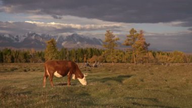 Bir beyaz ve kahverengi inek karanlık bulutlu gökyüzü altında arka plan üzerinde dağ silsilesi ile sonbahar sahada otlatılması