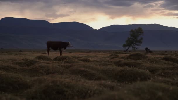 Bir beyaz ve kahverengi inek akşam arka plan üzerinde dağ silsilesi ile sonbahar sahada otlatılması — Stok video