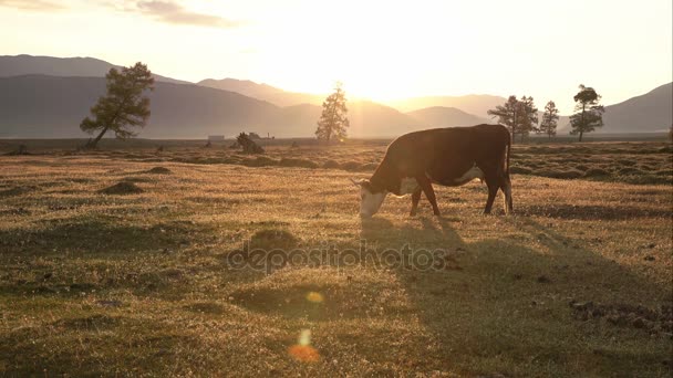 Un Whit y Brown Cow pastando en el campo de otoño con la cordillera en el fondo al atardecer con haz de luz — Vídeo de stock