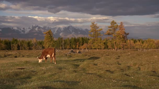 Один Whit And Brown Cow, пасущийся на открытом поле с горным хребтом на заднем плане под темным облачным небом — стоковое видео