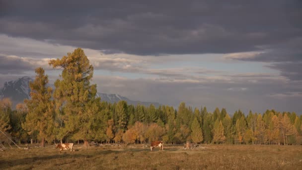 Один Whit And Brown Cow, пасущийся на открытом поле с горным хребтом на заднем плане под темным облачным небом — стоковое видео