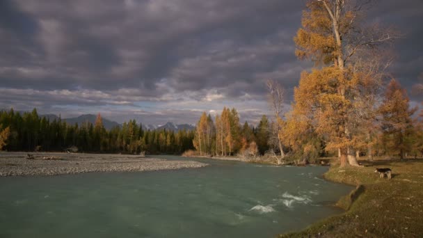 L'eau de la rivière qui coule sur les rapides avec la forêt de pins sur la côte et deux chiens jouant, paysage naturel d'automne — Video