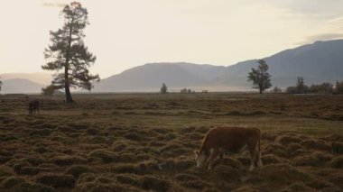 Bir beyaz ve kahverengi inek beyaz gökyüzü altında sabahın erken saatlerinde arka plan üzerinde dağ silsilesi ile sonbahar sahada otlatılması