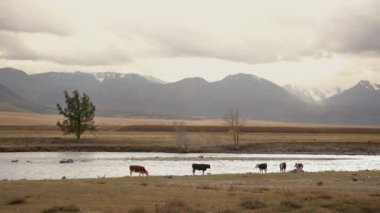 Nehrin yanında arka planda dağ silsilesi ile bulutlu sonbahar günü otlatılması beş inek