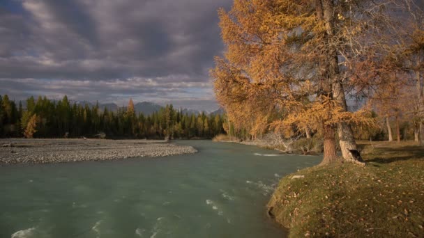 Acqua del fiume che scorre sulle rapide con la foresta di pini sulla riva e due cani che giocano, paesaggio naturale d'autunno — Video Stock