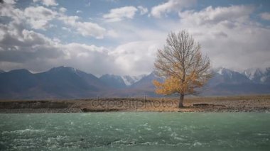 Nehir kıyısında güneşli bir sonbahar gününde tek başına duran ağaç