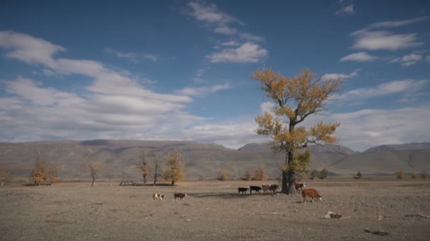 Vacas pastando no prado de outono, paisagem no Altai montanhoso — Vídeo de Stock