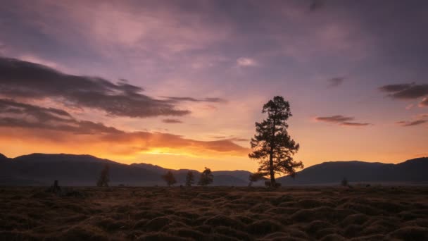 Solen stiger bakom de berg, höstens äng, lila himmel, kor betar i en äng timelapse, Sibirien — Stockvideo