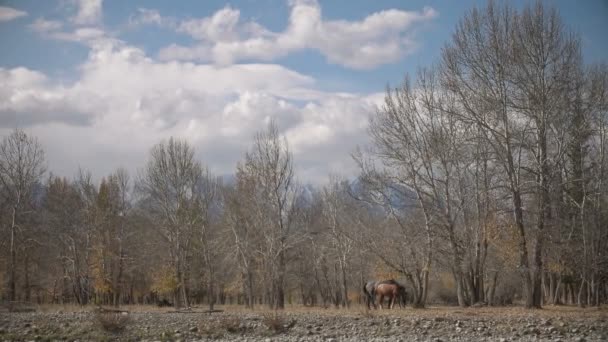 Zwei Pferde grasen im Wald im Spätherbst bewölkten Tag — Stockvideo