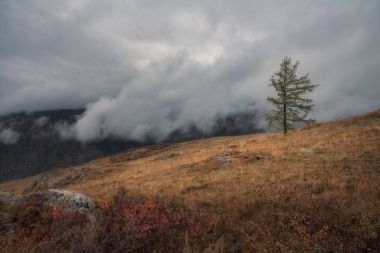 Bir sonbahar manzara ve ağır bir kasvetli gökyüzü arka plan üzerinde yalnız bir ağaç