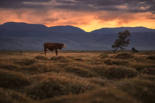 Uma vaca pastando em um campo de outono no fundo de um pôr-do-sol — Fotografia de Stock