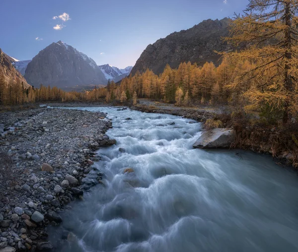 Fiume di montagna Swift sullo sfondo della foresta autunnale, montagne innevate e cielo blu Fotografia Stock