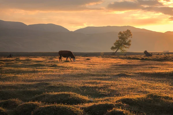 Eine Kuh weidet auf einem herbstlichen Feld vor dem Hintergrund einer Berglandschaft und einer untergehenden Sonne Stockbild