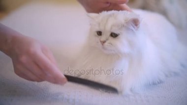 Kedi yalan ve fırçalanmış iken, kar beyaz kedi kürk penye kadın zevk