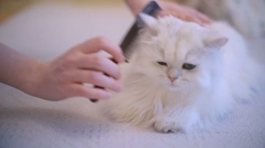 Kedi yalan ve fırçalanmış iken, kar beyaz kedi kürk penye kadın zevk