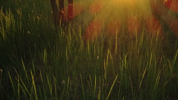 Grass in the forest during sunset or sunrise, sunlight breaking through green trees — Stockvideo