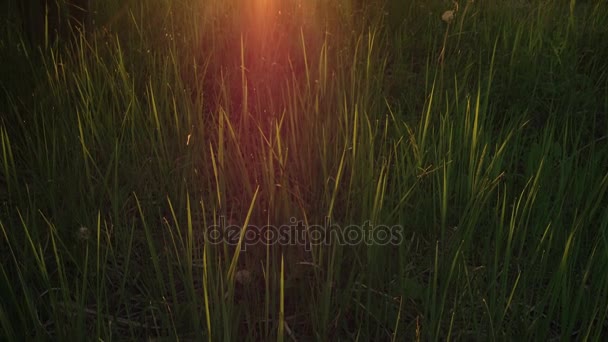 Hierba verde durante la puesta o salida del sol, la luz del sol rompiendo a través de hierba y árboles — Vídeo de stock